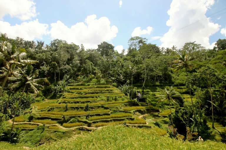 A lush green hillside covered in lots of trees