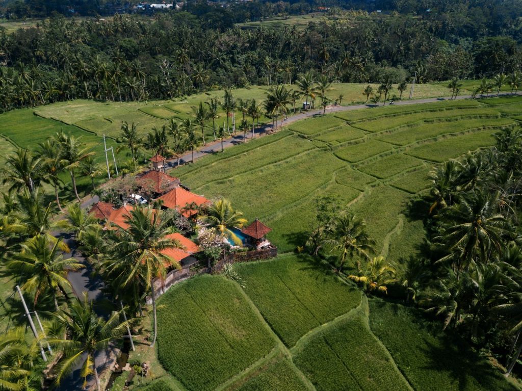 House surrounded with palm trees
